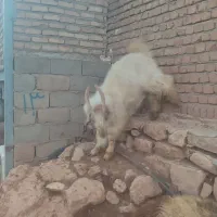 نربز|حیوانات مزرعه|پاپی, |دیوار