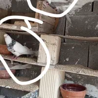 یه‌جفت‌طوقی‌خوب جوان