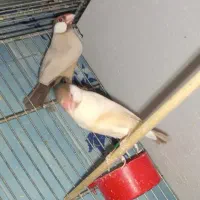 جفت فنچ  شکلاتی مولد با ۲جوجه