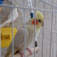طوطی عروس هلندی