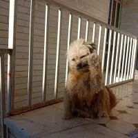 واگذاری پت|سگ|شاهرود, |دیوار