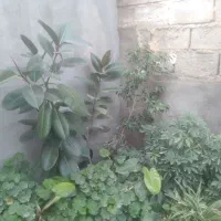 فروش گل خونگی