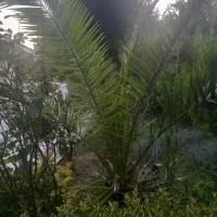 نخل خرما