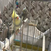 پرنده عروس هلندی