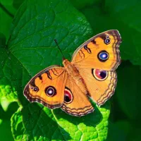 یونجه خالص قالب