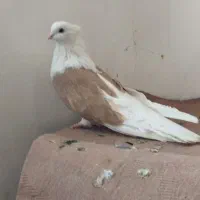 نوک قنار|پرنده|اصفهان, ملک‌شهر|دیوار