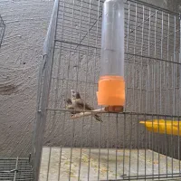 فنچ گلوبریده