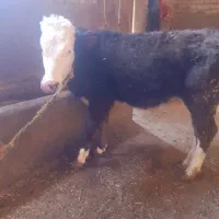 یک عدد گوساله ماده