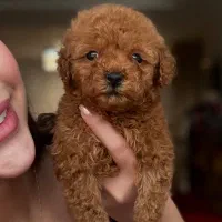 پودل های فرفری