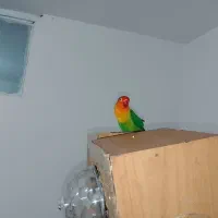 کوتوله|پرنده|چناران, |دیوار