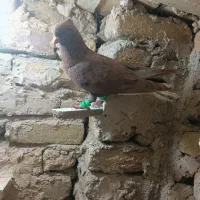 کبوتر|پرنده|مه ولات, |دیوار