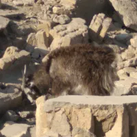 یک عدد کولار ۲ ساله و یه بزغاله نر|حیوانات مزرعه|آران و بیدگل, |دیوار