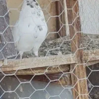 نر کله دم سبز گم شده به یابنده مژدگانی تعلق میگیرد