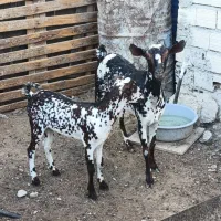 کهره نقشی با بچه نر|حیوانات مزرعه|قشم, |دیوار