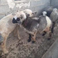 ۱راس بره