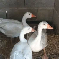 ۳ عدد غاز به صورت یک جا دانه ایی ۱۶۰۰ فروخته میشود