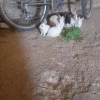 خرگوش وبچه خرگوش واکسن زده دونه ۴۰۰ هزار