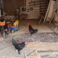 خروس