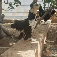 جوجه مرغ و خروس زینتی