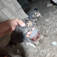 فروش جوجه