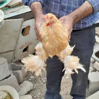 خروس|حیوانات مزرعه|اصفهان, ارغوانیه|دیوار
