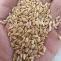گندم بذری سارنگ