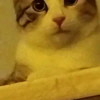 واگذاری|گربه|قوچان, |دیوار