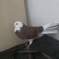 کبوتر شازده سرخ