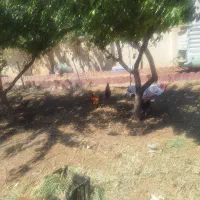 مرغ وخروس وبوقعلمون محلی|حیوانات مزرعه|کوهسار (البرز), |دیوار