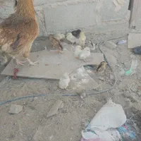 جوجه محلی|حیوانات مزرعه|هامون, |دیوار