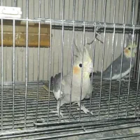 عروس هلندی|پرنده|شیراز, گلکوب|دیوار