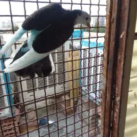 کفتر کبوتر پرشی جوجه