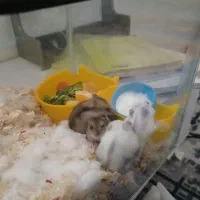 همستر تپل مپل و آرام