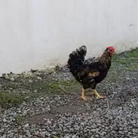 خروس گلین کاکل ریش تازه مولد بالغ