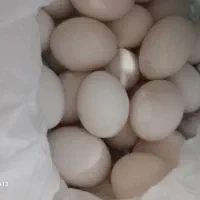 تخم مرغ محلی