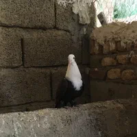 کبوتر کربلایی