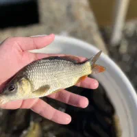 بچه ماهی کپور نصف کف دست