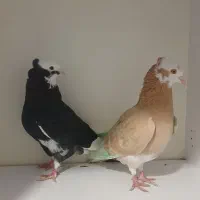کبوتر شازده نقش اصیل