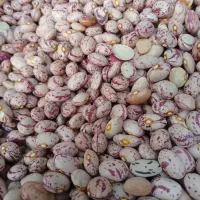 لوبیا چیتی بوجدار شده
