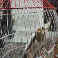 عروس هلندی با قفس