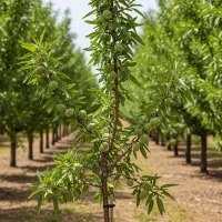 نــهـال گـردو ژنوتیپ سود بلندمدت و مطمئن|خدمات باغبانی و درختکاری|اردبیل, |دیوار