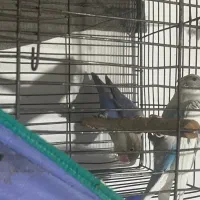 طوطی