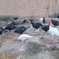 بوقلمون