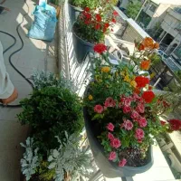 خدمات باغبانی گلکاری باغچه تعویض خاک گلدان رسیدگی
