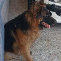 گمشدن سگ ژرمن شولاین موبلند