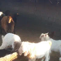 میش جوان چاق بزغاله|حیوانات مزرعه|اسفراین, |دیوار