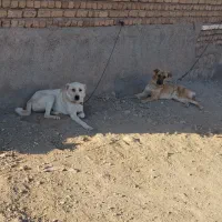 سگ گله|حیوانات|کرمانشاه, |دیوار