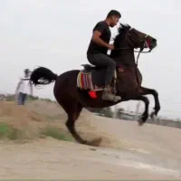 وارد دنیای اسب‌ ها شوید(آموزش سوارکاری )