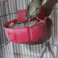 قناری ماده آماده آماده|پرنده|طسوج, |دیوار