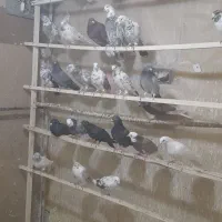 کبوتر|پرنده|الیگودرز, |دیوار